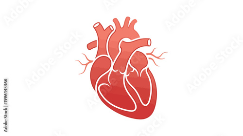 Stylized red human heart illustration on a white background, depicting anatomical structure for medical and health concepts.