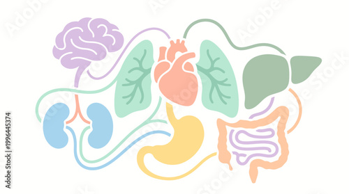 Stylized illustration of interconnected human internal organs including brain, heart, lungs, liver, stomach, intestines, and kidneys on a white background.