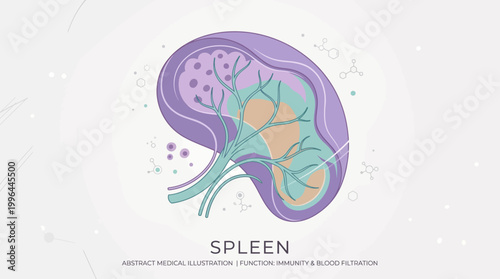 Abstract medical illustration of the human spleen showing its internal structure and vital functions in immunity and blood filtration.
