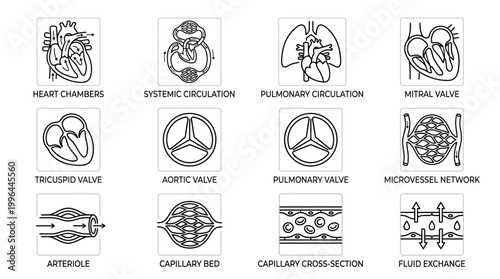 Detailed line art icons illustrating various components and processes of the human circulatory system, including heart chambers, valves, and microvessels.