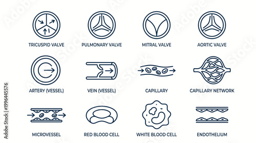 A comprehensive set of line icons illustrating various components of the human circulatory system, including heart valves, blood vessels, and blood cells.