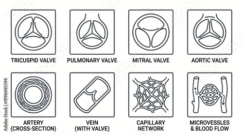Diagrams illustrating human heart valves and different types of blood vessels including arteries, veins, capillaries, and microvessels.