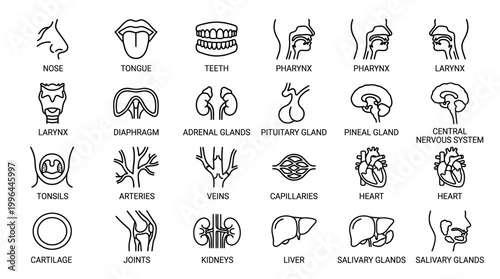 Line art icons of human anatomy and internal organs, including the nose, tongue, teeth, pharynx, larynx, heart, brain, and various glands.