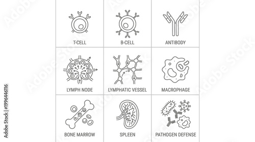 Line art icons illustrating various components and cells of the human immune system, including T-cells, B-cells, antibodies, and lymphatic structures.