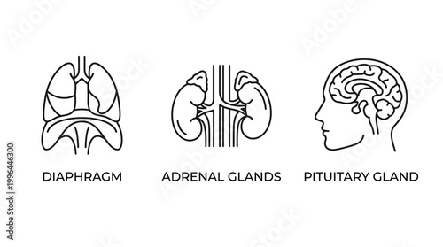 Line art icons illustrating human internal organs: diaphragm, adrenal glands, and pituitary gland, representing anatomy and biology.