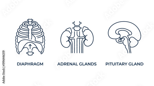 Line art icons illustrating human anatomical structures: diaphragm, adrenal glands, and pituitary gland, representing key physiological systems.