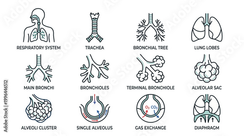 Detailed vector icons illustrating the human respiratory system, including trachea, bronchi, alveoli, and gas exchange process, for educational and medical purposes.