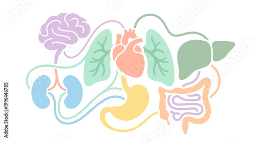 Stylized illustration of interconnected human internal organs including brain, heart, lungs, liver, kidneys, stomach, and intestines on a white background.