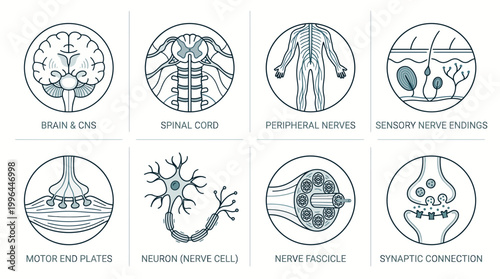 Detailed diagram illustrating various components of the human nervous system, including brain, spinal cord, neurons, and nerve structures.