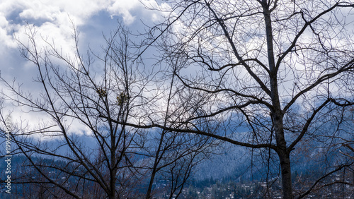 Fotografia Branches And A Snow Dusted Ridge After A Winter Storm