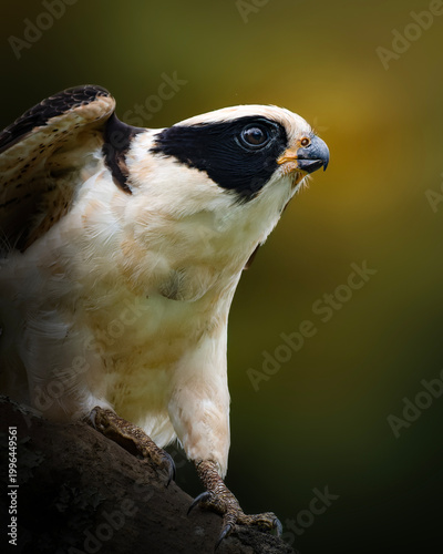 Laughing falcon close up portrait with green background