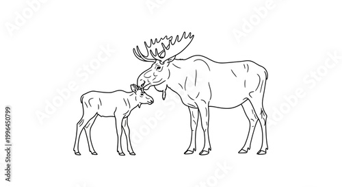 Line drawing of a mother moose and calf, touching noses in a tender moment.