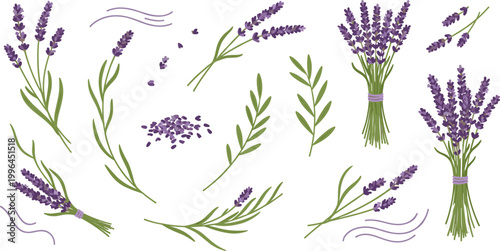 Art & IllustLavender Botanical Bundle Set with Tied Bouquets, Loose Sprigs, Scattered Buds, and Decorative Swirls for Aromatic Floral Nature Designs.ration
