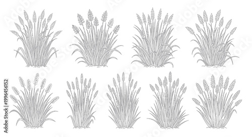 Wheat illustration vector set. Hand drawn grain and cereal grass design elements.