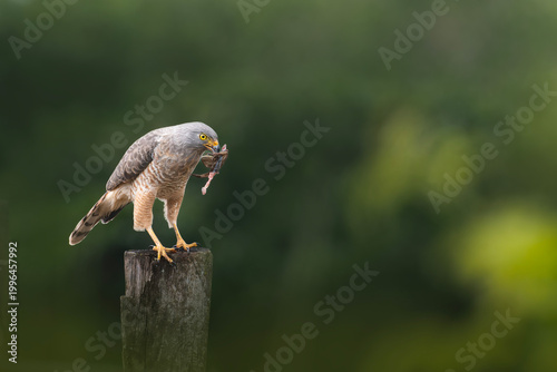Roadside hawk perched eating frog in natural environment
