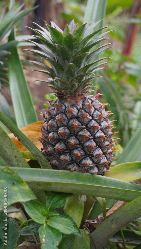 Fototapeta premium young pineapple still on the tree