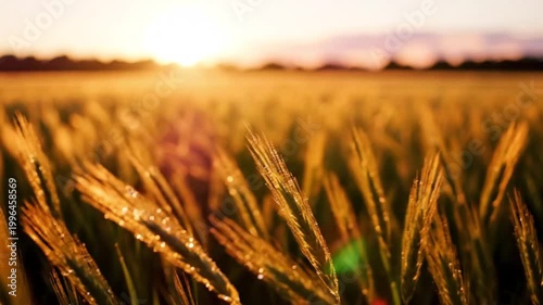 Golden Wheat Field at Sunset Agriculture Landscape Video