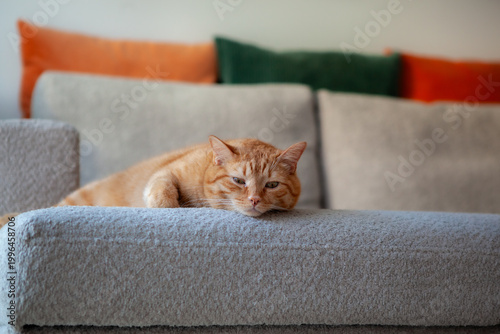 Schilderij op canvas A cat rests on a gray couch in a living room