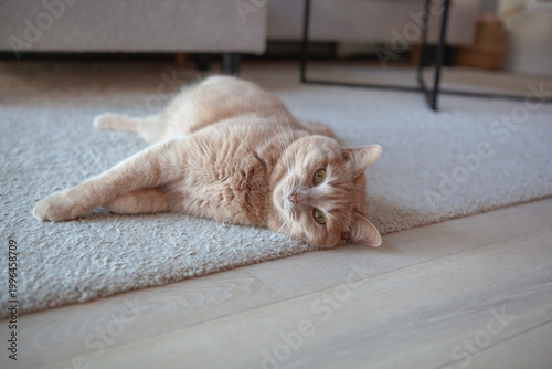 Obraz na plátně A light orange cat lies on its side on a soft rug inside a house