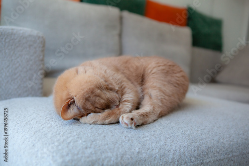 Foto A cat is curled up and sleeping on a soft sofa