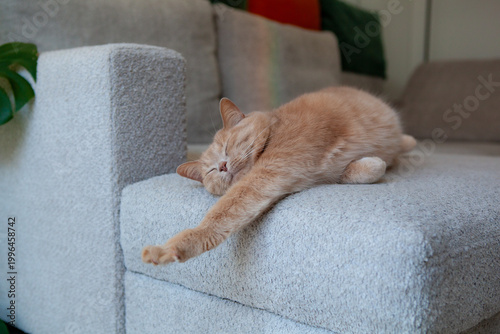 A light orange cat lies on a couch, stretching its limbs while resting. The cat enjoys a sunny spot in a cozy living room. The setting suggests comfort and warmth