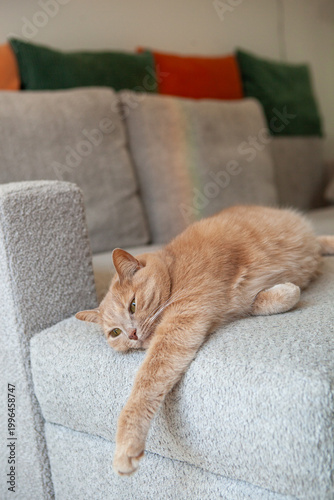 A cat lies on the edge of a couch in a living room. The cat is relaxed with its body stretched out. Colorful cushions add texture to the scene. Sunlight fills the room softly