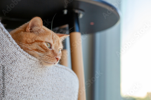 Bild auf Leinwand An orange cat rests its head on a soft piece of furniture while looking out of a window