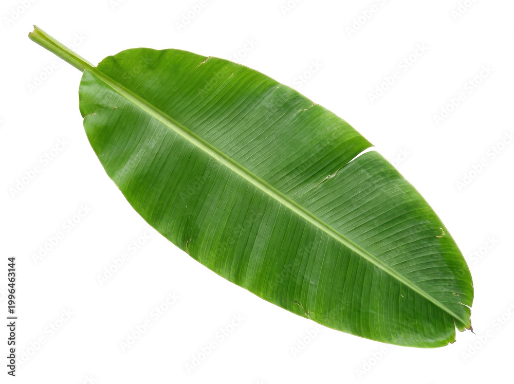 Fototapeta premium A vibrant green banana leaf, isolated on a clean white background, showcasing its natural texture and vein patterns.
