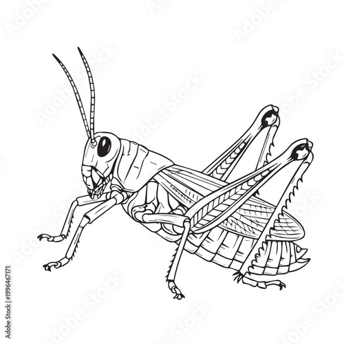 Detailed black and white illustration of a praying mantis in profile pose for science and nature art.