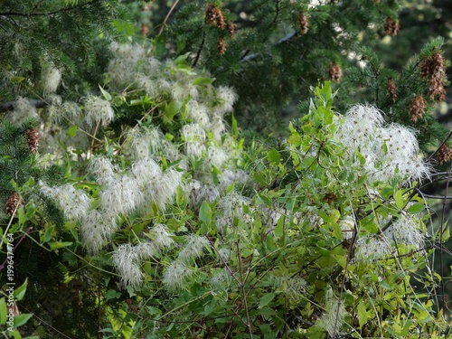Wild Clematis Seed Heads in Autumn, Eldorado Canyon Colorado