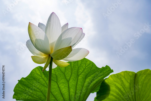 A magnificent white lotus flower in full bloom, a sacred symbol of nature and Buddhism representing purity and enlightenment.