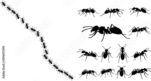 Black Silhouette Ant Colony Marching in Curved Line and Multi Pose Group Collection Vector Illustration Set for Nature Design