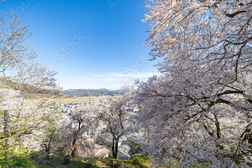 烏帽子山千本桜