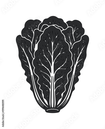 Vintage napa cabbage vector illustration, black and white chinese cabbage icon, organic leafy vegetable silhouette for farm market branding