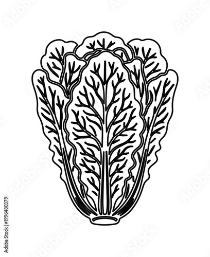 Napa cabbage line art vector, fresh Chinese cabbage outline illustration, organic leafy vegetable icon for grocery and cooking design