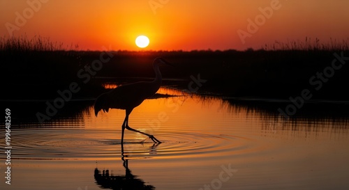 Sandhill crane forages for food at sunset, bird wading, silhouette, nature, reflection, wetlands, golden hour, water ripples, moody, scenic.