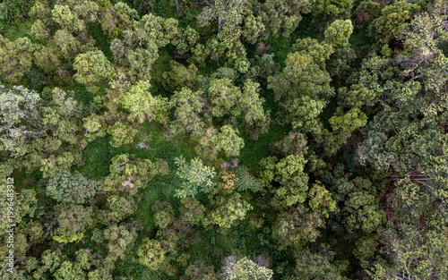 lush green canopy of a vibrant forest in the heart of summer capturing nature's beauty from above