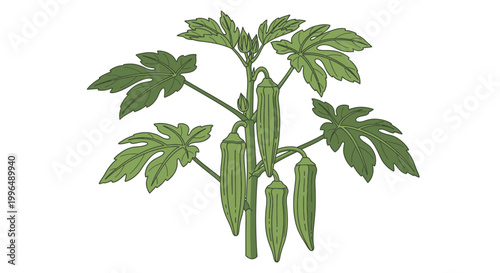 Okra Plant with Green Pods and Leaves, Healthy Vegetable Growth, Isolated on White