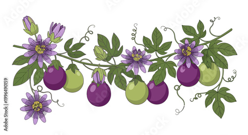 Passion Flower Vine with Purple Flowers and Green and Purple Fruits