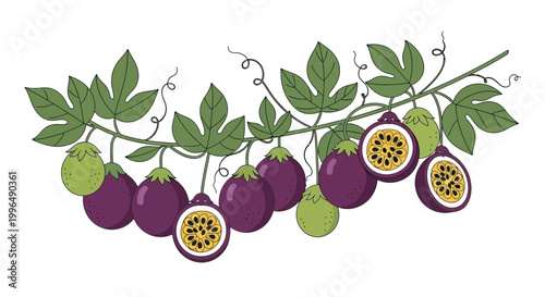 Purple passion fruit vine with green leaves and ripe fruits, illustration