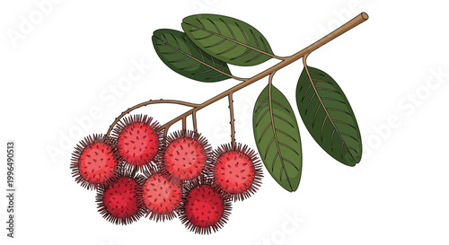 Rambutan Fruit Branch with Leaves, Exotic Tropical Food Illustration
