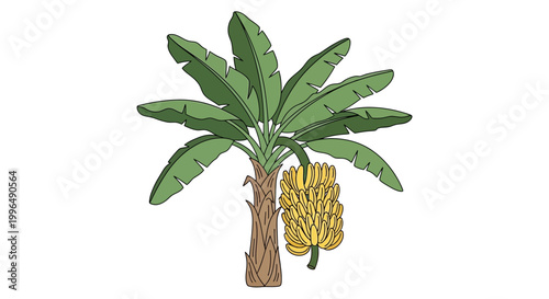 Ripe Banana Bunch Growing on Tree