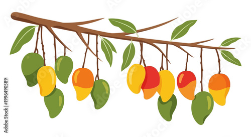 Ripe Mangoes hanging on a branch, illustration