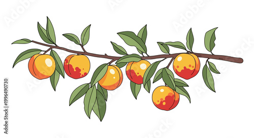 Ripe Peaches on a Branch with Green Leaves