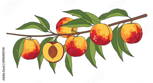 Ripe Peaches on Branch with Leaves, One Cut Open Showing Pit