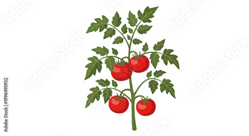 Ripe Red Tomatoes Growing on a Plant Branch with Green Leaves