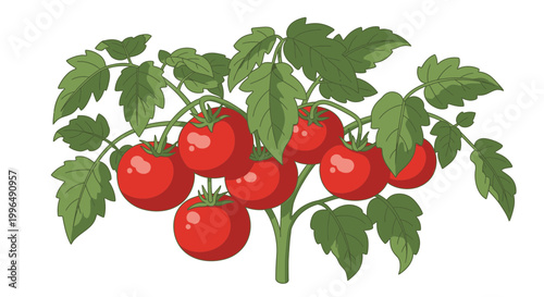 Ripe Red Tomatoes Growing on a Bush with Green Leaves
