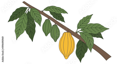 Ripe Yellow Cocoa Pod and Green Cacao Pods on Branch with Leaves