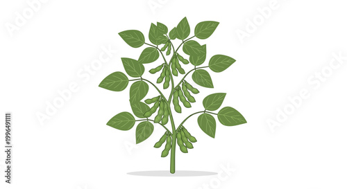 Soybean Plant Illustration with Pods and Leaves