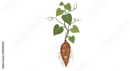 Sweet Potato Plant Growing From Root with Leaves and Vines